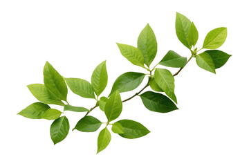 Bunch of green leaves for decorative artwork isolated on transparent background.generative Ai	
