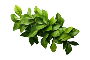 Fototapeta premium Bunch of green leaves for decorative artwork isolated on transparent background.generative Ai 