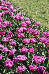 Field of beautiful purple Didier’s tulips