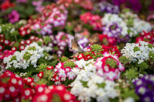 Plantes et insecte