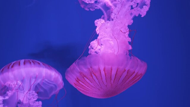 Ocean wildlife: Purple jellyfish on blue background