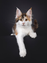 Adorable tortie Maine Coon cat kitten, laying dowb on edge with front paw hanging down. Looking towards camera. Isolated on black background.