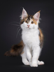 Adorable tortie Maine Coon cat kitten, walking towards camera. Looking straight at lens. Isolated on black background.