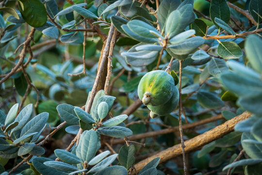 Ripe feijoa fruits on tree in garden