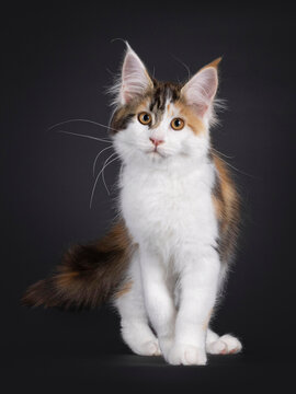 Adorable tortie Maine Coon cat kitten, walking towards camera. Looking straight at lens. Isolated on black background.
