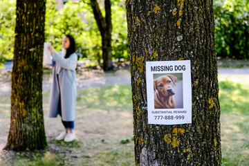Announcement about the loss of a puppy on a tree. In the background, a woman hangs a poster about a lost dog.