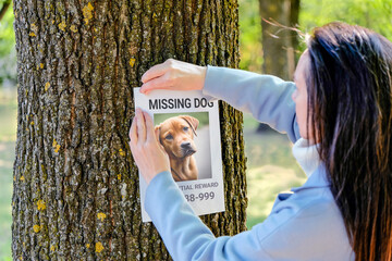 A woman hangs a poster about a lost dog. Paper with an announcement about the missing puppy.