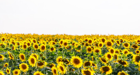 Field of sunflowers in the summer. Background with sunflowers. Happy day