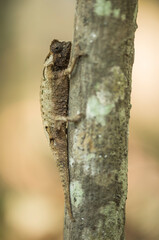 Chameleon from Madagascar in the wild