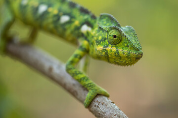 Naklejka na ściany i meble Chameleon from Madagascar in the wild