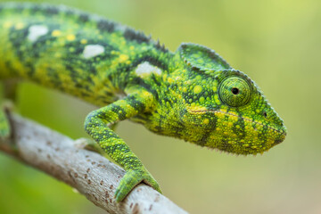 Chameleon from Madagascar in the wild