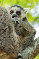 Ring tailed lemur (Lemur catta) in the wild