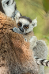 Fototapeta premium Ring tailed lemur (Lemur catta) in the wild