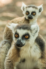 Obraz premium Ring tailed lemur (Lemur catta) in the wild