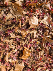 Autumn background with yellow, red and brown fall foliage