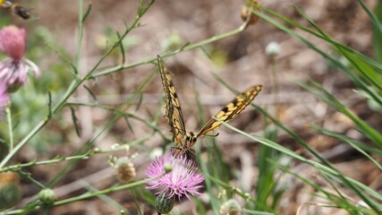 vista frontal de una linda mariposa de cola de golondrina, multicolor, ojos en media luna color negro, seis patas, lengua larga para succionar el polen, montblanch, tarragona, españa, europa 