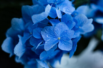 Blue Hydrangea Hydrangea macrophylla or Hortensia flower with dew in slight color variations ranging from blue to purple. Shallow depth of field for soft dreamy feel.