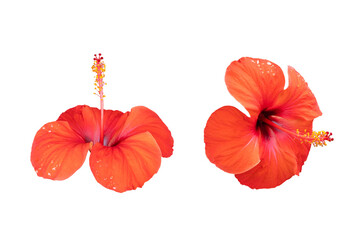 Hibiscus bright large red flower isolated on white background. Full depth of field, clipping path. Focus stacking. PNG