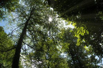 Bäume, Sonnenstrahlen