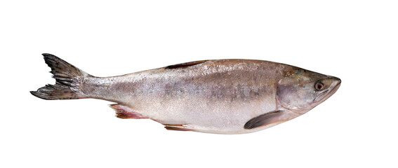 Top view of raw rainbow trout isolated on white background with clipping path. Full Depth of field. Focus stacking. PNG