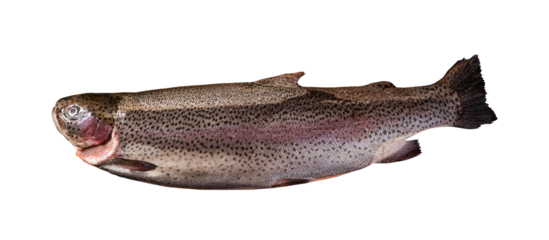 Top view of raw rainbow trout isolated on white background with clipping path. Full Depth of field. Focus stacking. PNG