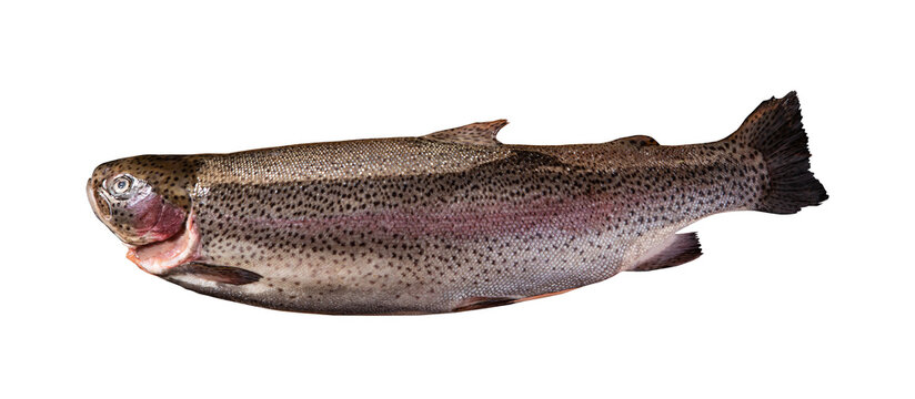 Top view of raw rainbow trout isolated on white background with clipping path. Full Depth of field. Focus stacking. PNG