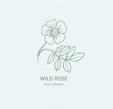 Flower. Wild rose. Logo. Rosehip .Trendy botanical elements.Dogrose . Hand drawn line leaves and flowers. Flower,  floral illustration, blossom, bloom
