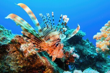 Common Lionfish  at tropical coral reef - Pterois Miles