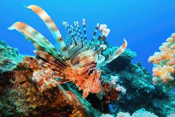 Foto op Plexiglas Common Lionfish  at tropical coral reef - Pterois Miles © Tunatura