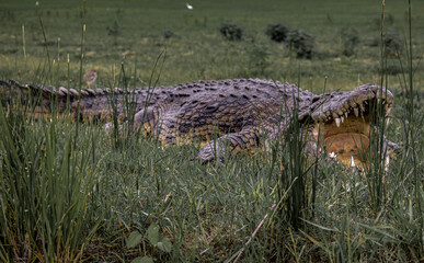 alligator in the swamp