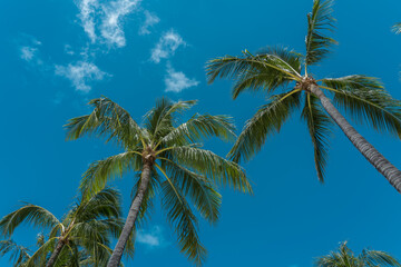 Obraz premium Palm trees at Duke Kahanamoku Lagoon, Waikiki, Honolulu, Oahu, Hawaii. The coconut tree (Cocos nucifera) is a member of the palm tree family (Arecaceae) and the only living species of the genus Cocos.