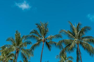 Fototapeta na wymiar Palm trees at Duke Kahanamoku Lagoon, Waikiki, Honolulu, Oahu, Hawaii. The coconut tree (Cocos nucifera) is a member of the palm tree family (Arecaceae) and the only living species of the genus Cocos.