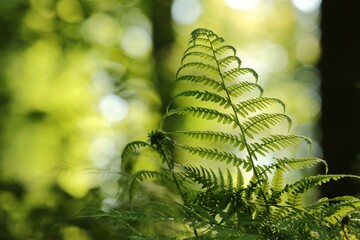 Close-up of fern in the forest on a sunny spring morning - 613128265