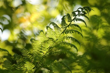Close-up of fern in the forest on a sunny spring morning - 613128267