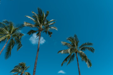 Fototapeta na wymiar Palm trees at Duke Kahanamoku Lagoon, Waikiki, Honolulu, Oahu, Hawaii. The coconut tree (Cocos nucifera) is a member of the palm tree family (Arecaceae) and the only living species of the genus Cocos.