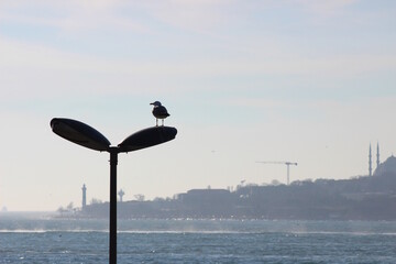 Seagull standing on the street lamp in front of the cityscape