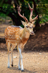 A spotted deer