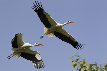 White Stork, ciconia ciconia, Pair in Flight, Alsace in France