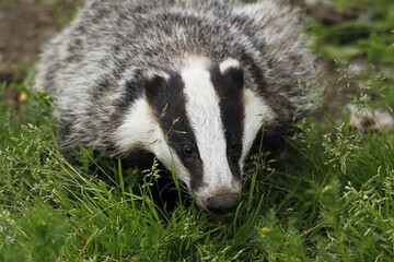 European Badger, meles meles, Adult standing on Grass, Normandy © slowmotiongli