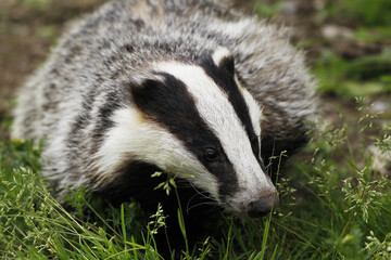 European Badger, meles meles, Adult standing on Grass, Normandy