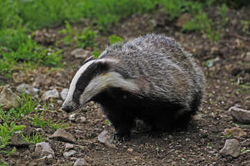 European Badger, meles meles, Adult, Normandy © slowmotiongli