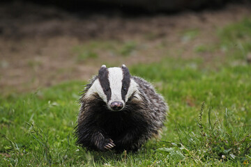 European Badger, meles meles, Adult standing on Grass, Normandy © slowmotiongli