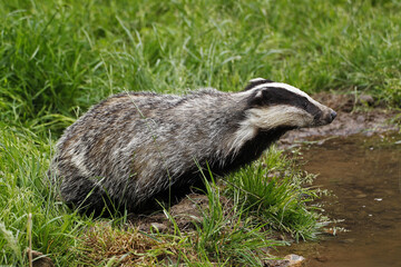 European Badger, meles meles, Adult standing on Grass, Normandy
