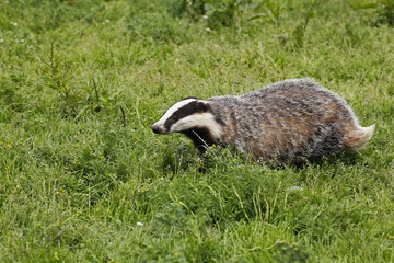 European Badger, meles meles, Adult standing on Grass, Normandy © slowmotiongli
