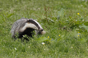 European Badger, meles meles, Adult standing on Grass, Normandy © slowmotiongli