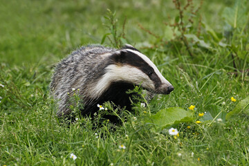European Badger, meles meles, Adult standing on Grass, Normandy © slowmotiongli