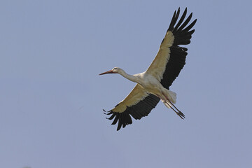 Obraz premium White Stork, ciconia ciconia, Adult in flight, Alsace in France
