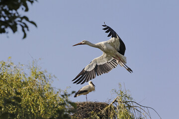 White Stork, ciconia ciconia, Adult in flight, Alsace in France