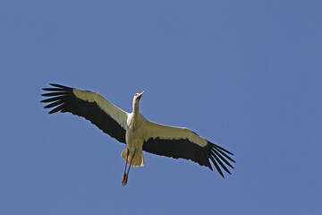 Obraz premium White Stork, ciconia ciconia, Adult in flight, Alsace in France