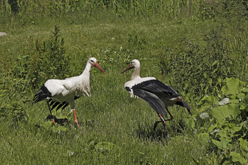 Obraz na płótnie Canvas White Stork, ciconia ciconia, Pair, Courtship displaying, Alsace in France